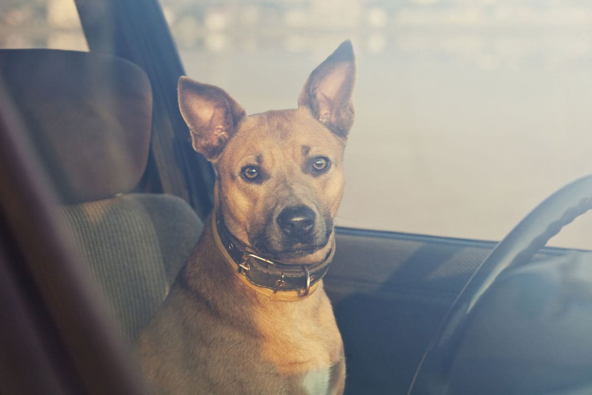 Heurter un animal en voiture en Belgique : que faire ? (2026)