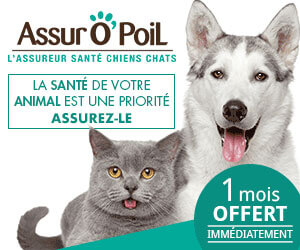 Assurance chien et chat en Belgique : santé de l'animal (2026)